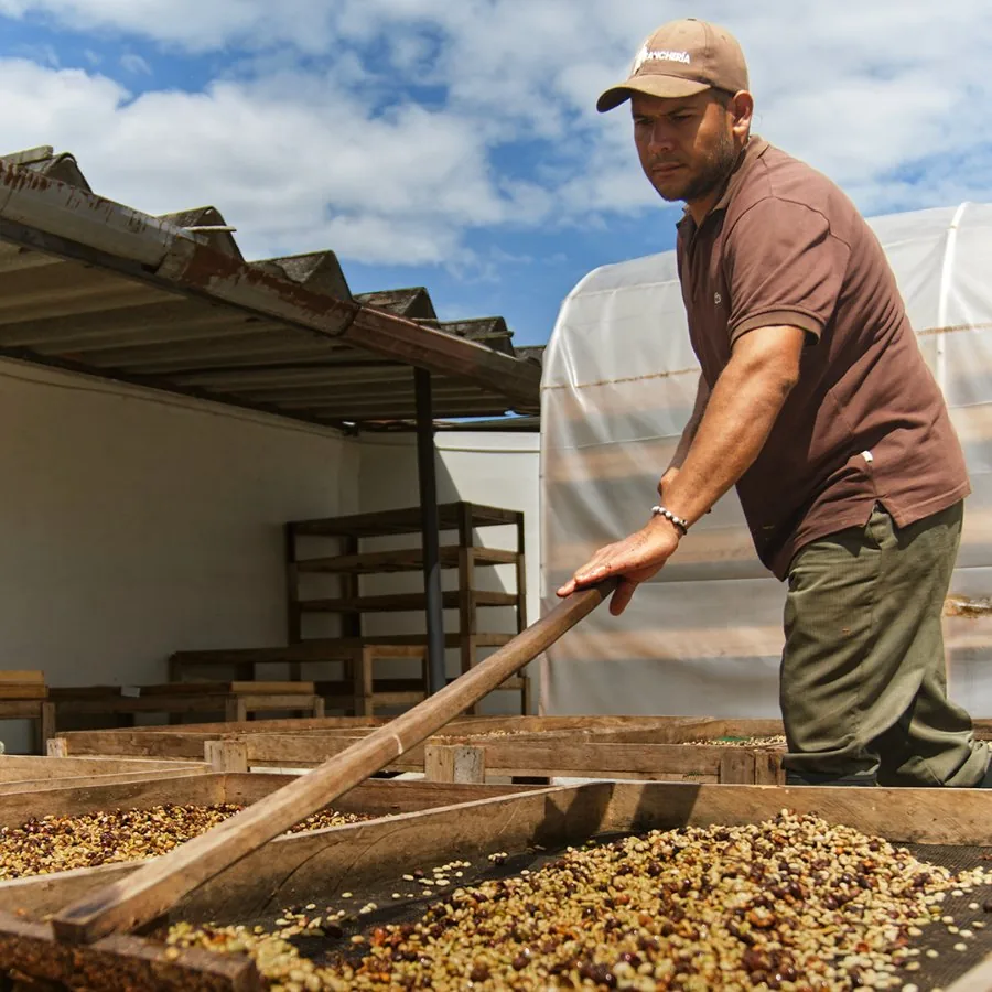 Secado del grano en camas africanas